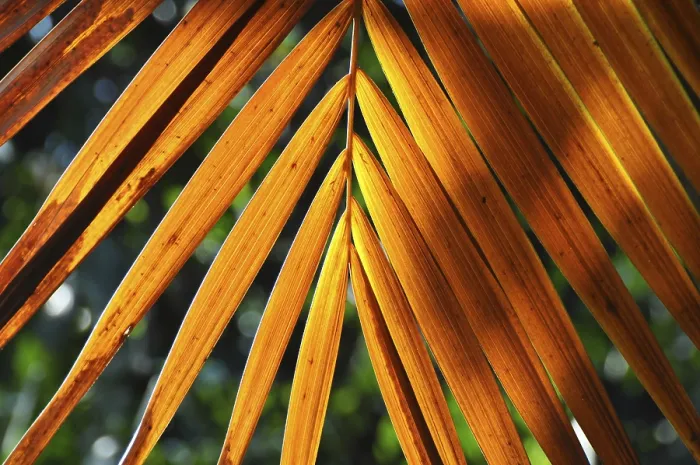 Impression encadrée : FEUILLE, STRUCTURE, STRUCTURES FOLIAIRES. Impression encadrée : FEUILLE, STRUCTURE, STRUCTURES FOLIAIRES.