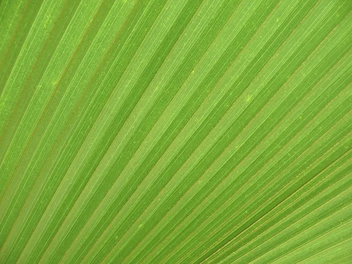 Impression encadrée : FEUILLE, STRUCTURE, STRUCTURES FOLIAIRES. Impression encadrée : FEUILLE, STRUCTURE, STRUCTURES FOLIAIRES.