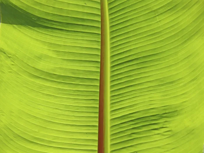 Impression encadrée : FEUILLE, STRUCTURE, STRUCTURES DE FEUILLE