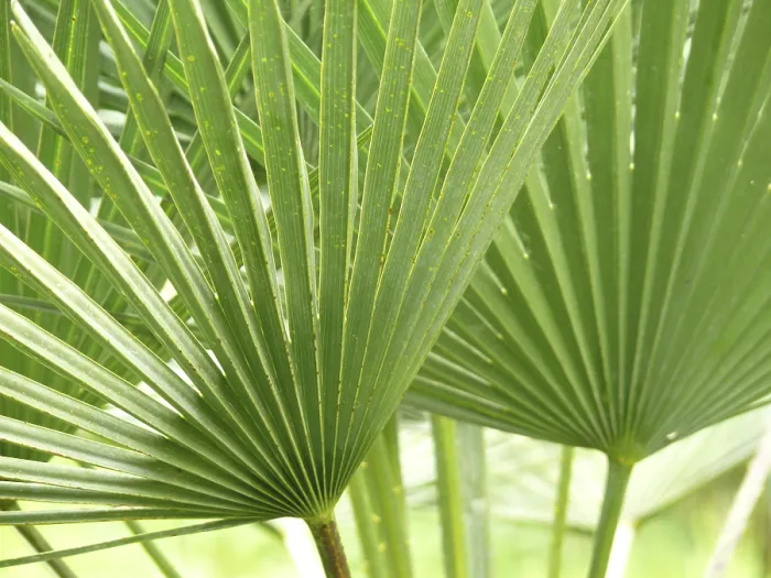 Impression encadrée : Structures foliaires, structure foliaire.