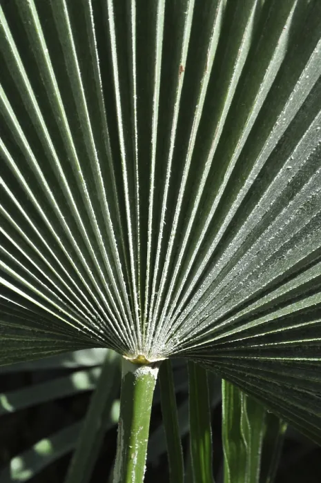 Impression encadrée : Structures de feuilles, feuille, structure. Impression encadrée : Structures de feuilles, feuille, structure.