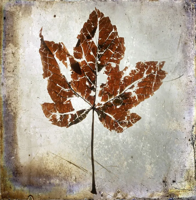 Impression encadrée : Feuille, avec effet de texture.