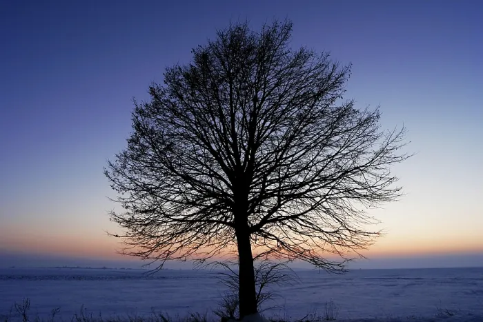 Impression encadrée : Arbre sans feuilles.