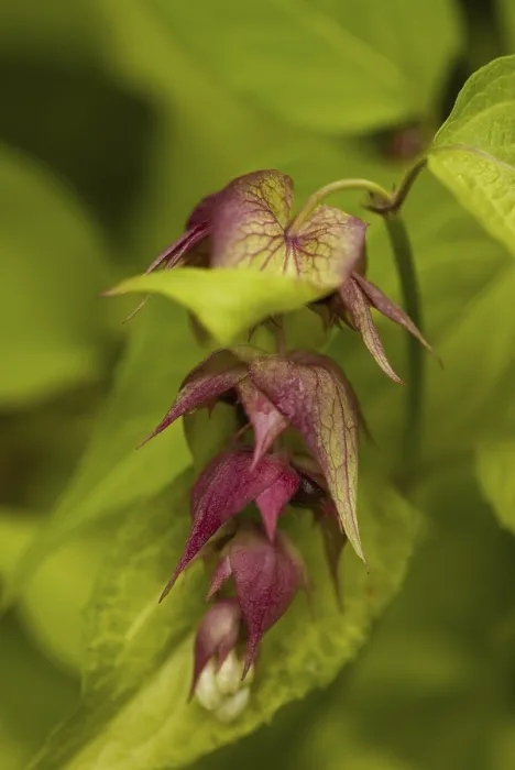 Impression encadrée : Leycesteria formosa