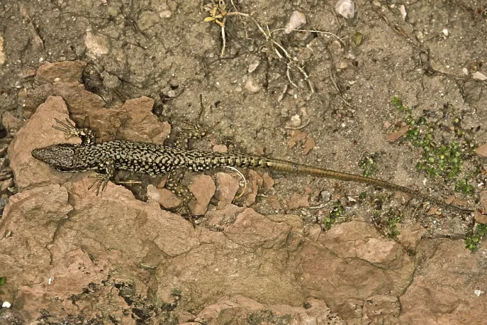 Impression encadrée : Lizard Impression encadrée : Lizard