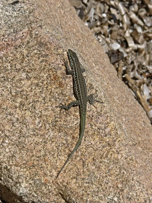 Impression encadrée : Lizard Impression encadrée : Lizard