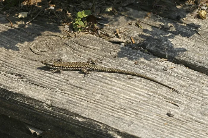 Impression encadrée : Lizard Impression encadrée : Lizard