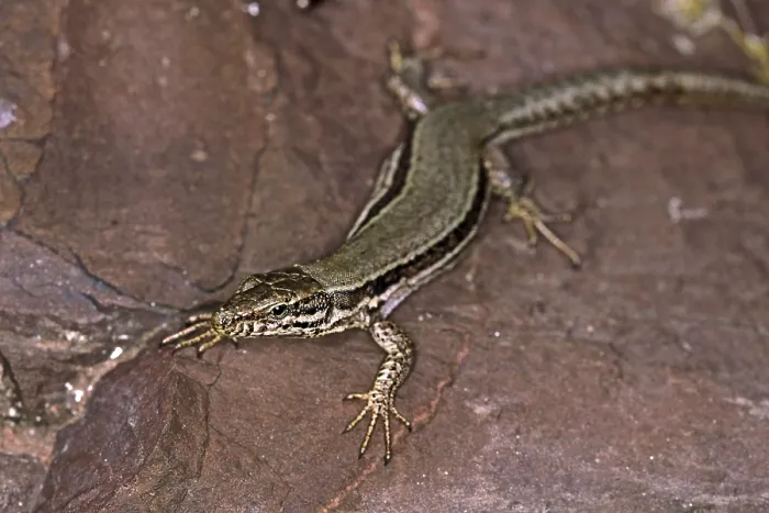 Impression encadrée : Lizard
