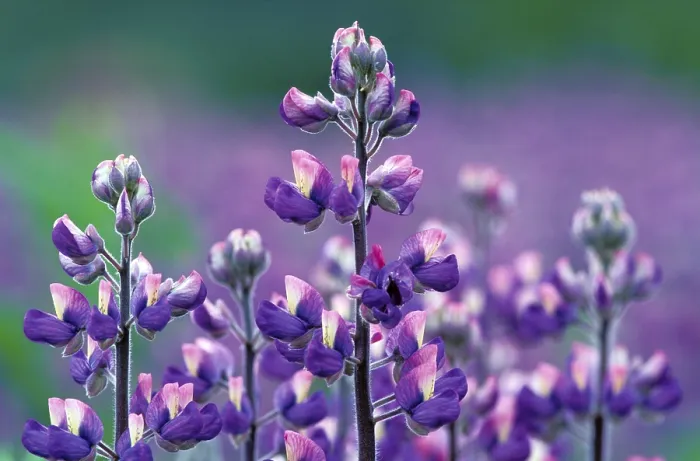 Impression encadrée : Lupin pholypullus Impression encadrée : Lupin pholypullus