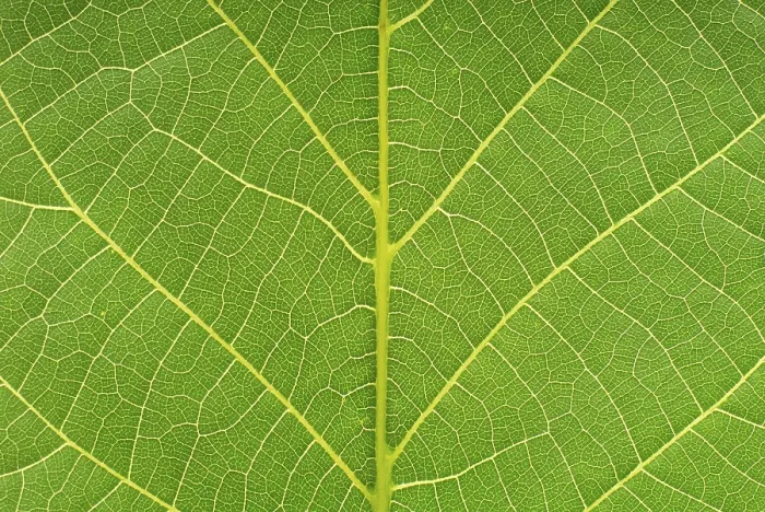 Impression encadrée : Image macro d'une feuille.