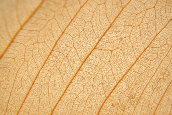 Impression encadrée : Macro texture de feuille sèche. Impression encadrée : Macro texture de feuille sèche.