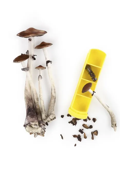 Impression encadrée : La microdose de champignon magique. Impression encadrée : La microdose de champignon magique.