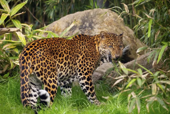 Impression encadrée : Le Javaleopard Panthera pardus melas de Java, en Indonésie Impression encadrée : Le Javaleopard Panthera pardus melas de Java, en Indonésie