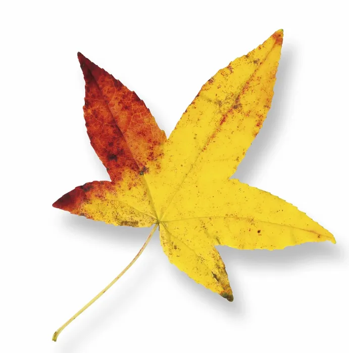 Impression encadrée : Feuille d'érable (Acer)
