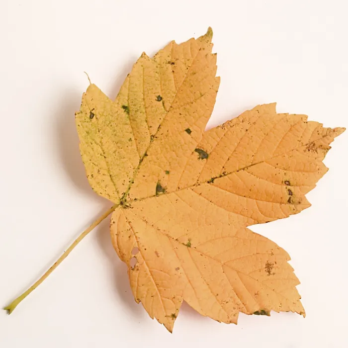 Impression encadrée : Feuille d'érable Impression encadrée : Feuille d'érable