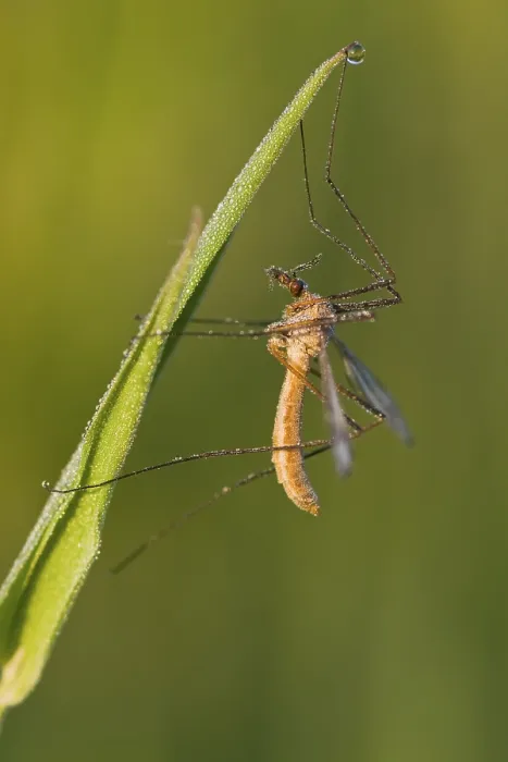 Impression encadrée : Le serpent de prairie (Tipula palidosa) Impression encadrée : Le serpent de prairie (Tipula palidosa)