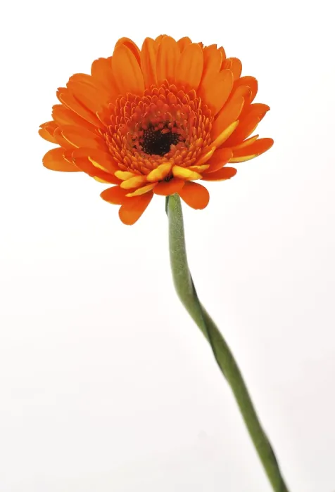 Impression encadrée : Mini gerbera Impression encadrée : Mini gerbera