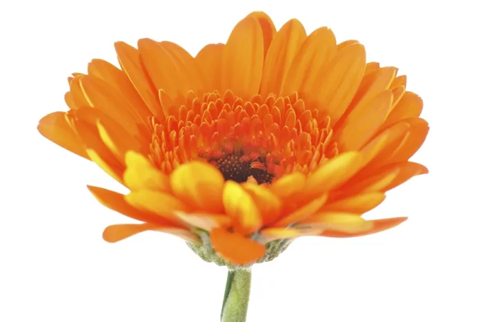 Impression encadrée : Mini gerbera. Impression encadrée : Mini gerbera.