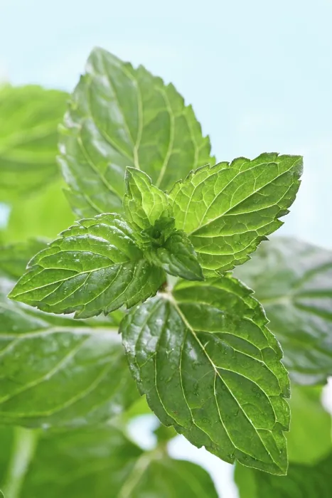 Impression encadrée : Mint