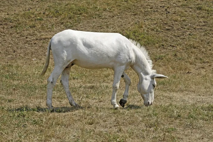 Impression encadrée : Mule Impression encadrée : Mule