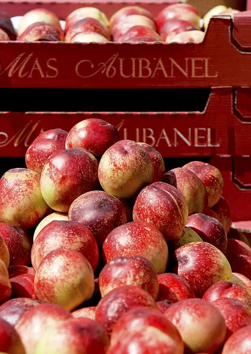 Impression encadrée : Nectarines