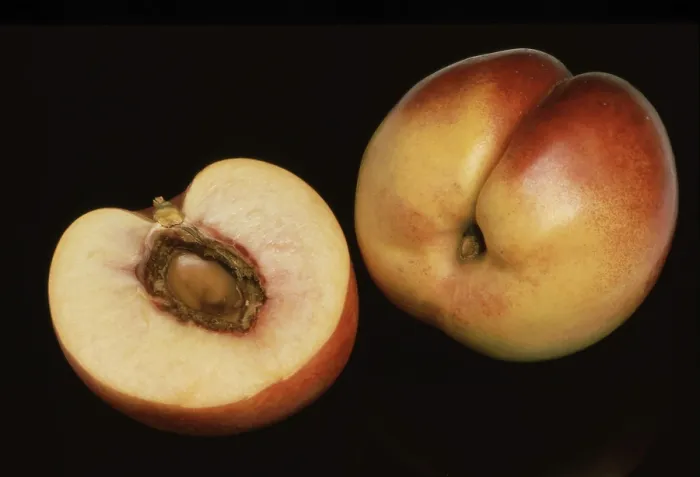 Impression encadrée : Pêches Mutantes Nectarines