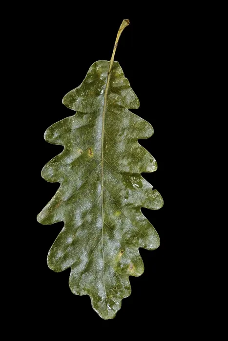 Impression encadrée : Feuille d'érable. Impression encadrée : Feuille d'érable.