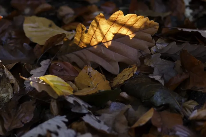 Impression encadrée : Feuille d'érable, contre-jour.