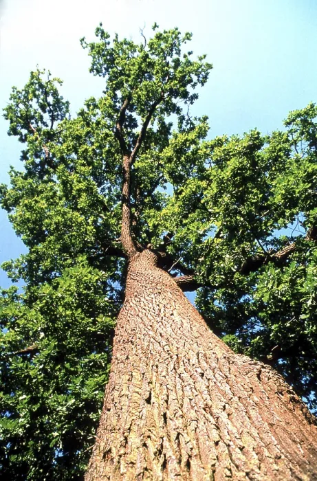 Impression encadrée : Arbre d'érable.