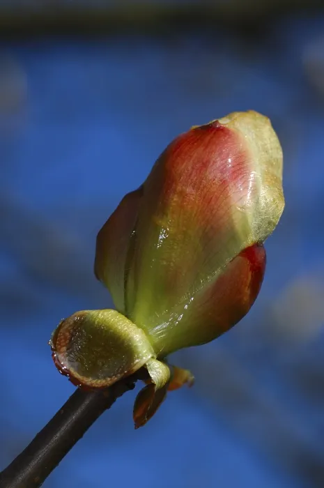 Impression encadrée : Fleur de bourgeon d'un châtaignier.