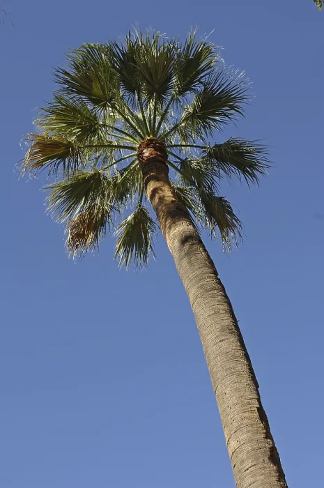 Impression encadrée : Palm Impression encadrée : Palm