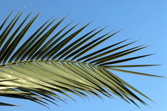 Impression encadrée : Feuille de palmier.