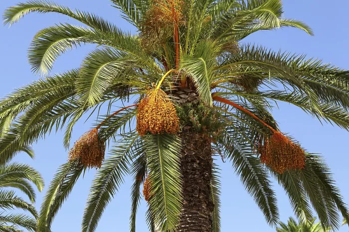 Impression encadrée : Arbre à palme