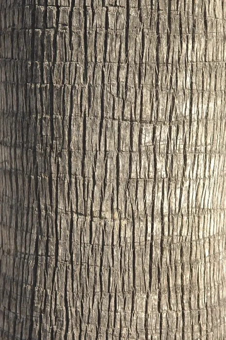 Impression encadrée : Arbre à palme, section du tronc.