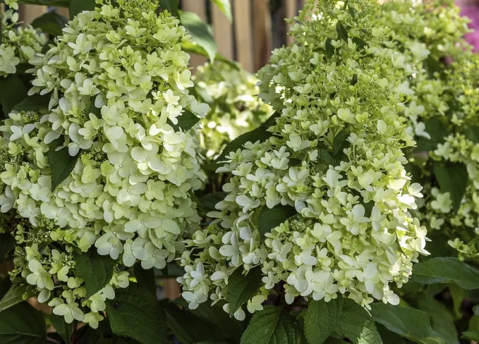 Impression encadrée : Hydrangea paniculata. Impression encadrée : Hydrangea paniculata.