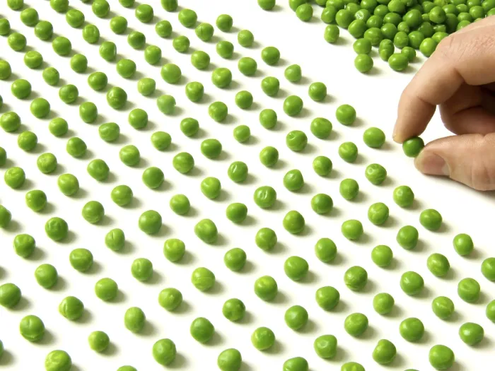 Impression encadrée : Comptage de pois. Impression encadrée : Comptage de pois.