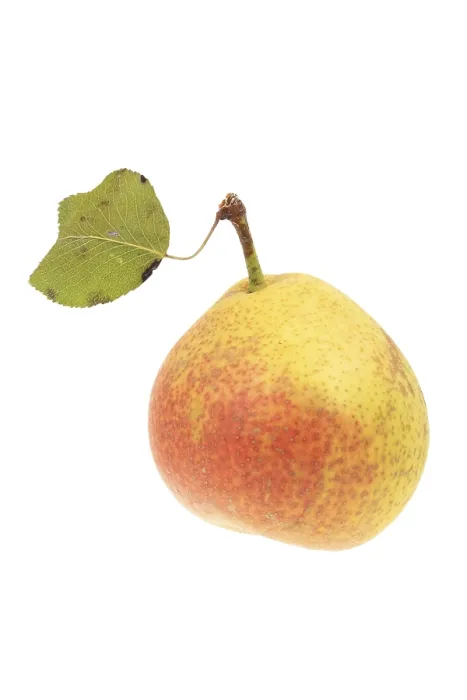 Impression encadrée : Pear Impression encadrée : Pear