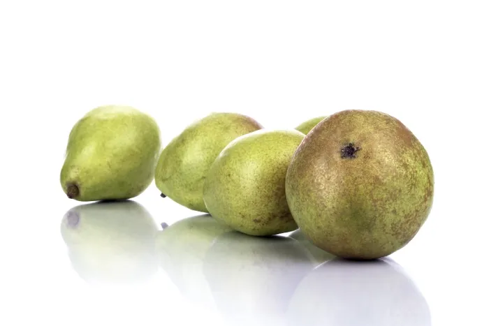 Impression encadrée : Poiriers (Pyrus)