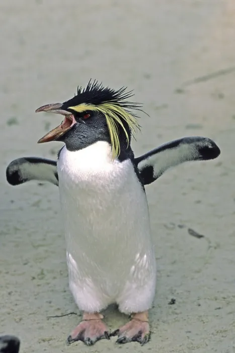 Impression encadrée : Penguin
