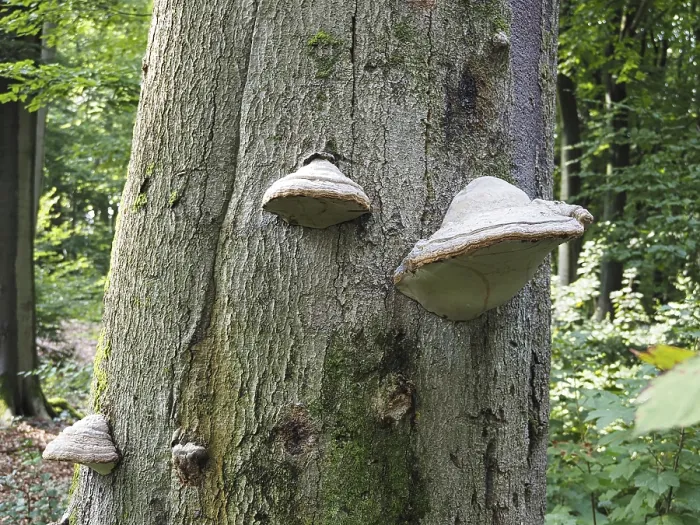 Impression encadrée : Phellinus igniarius (Phellinus igniarius) sur un arbre. Impression encadrée : Phellinus igniarius (Phellinus igniarius) sur un arbre.
