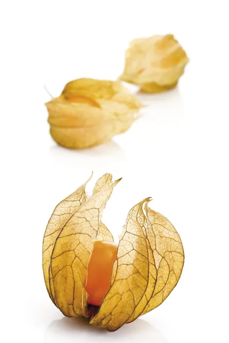 Impression encadrée : Physalis Impression encadrée : Physalis
