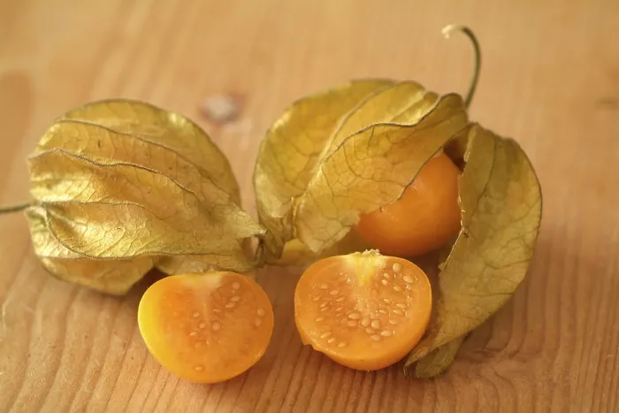 Impression encadrée : Physalis Impression encadrée : Physalis