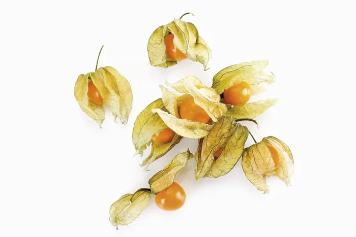 Impression encadrée : Physalis Impression encadrée : Physalis