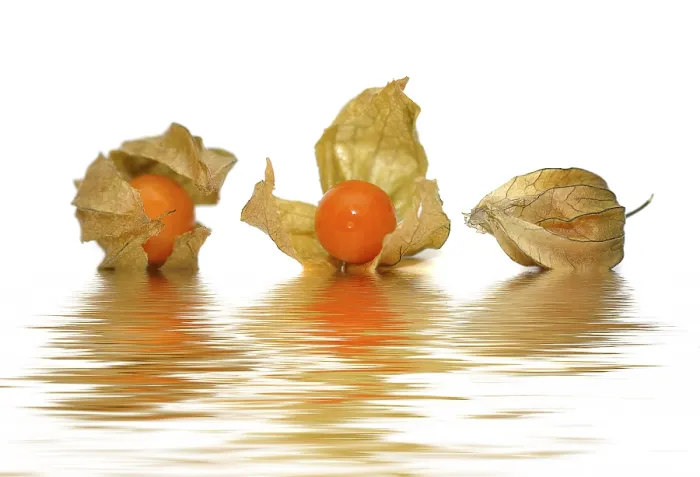 Impression encadrée : Trois Physalis (Physalis) Impression encadrée : Trois Physalis (Physalis)