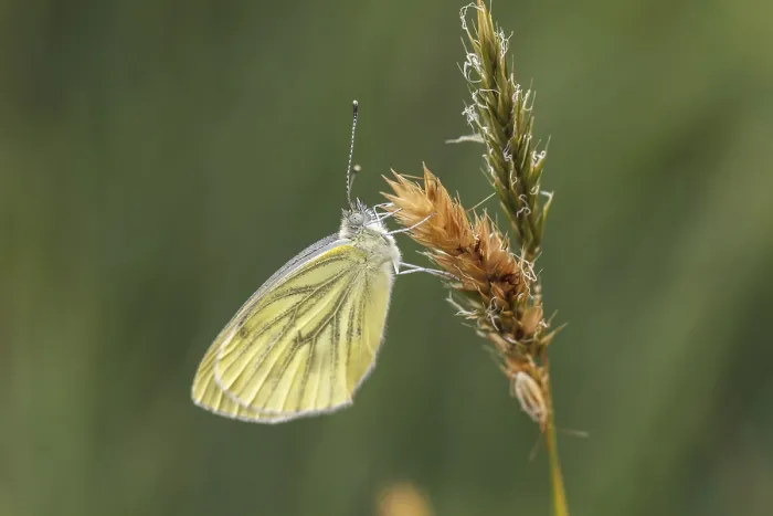 Impression encadrée : Pieris napi, RapsweiBling