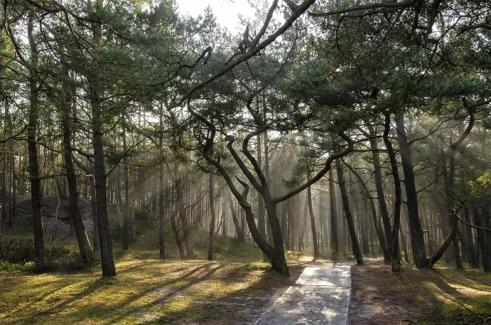 Impression encadrée : Forêt de pins.