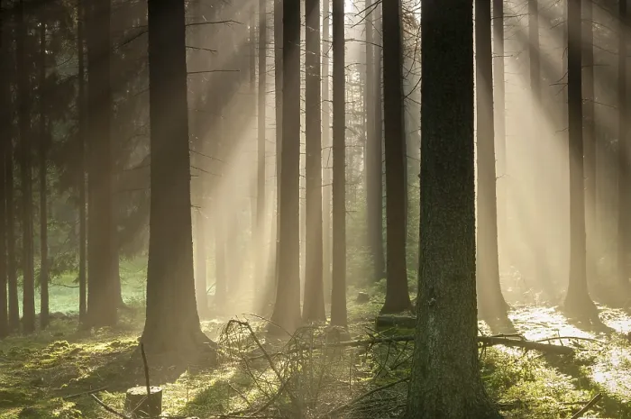 Impression encadrée : Forêt de Pollwitz, Thuringe. Impression encadrée : Forêt de Pollwitz, Thuringe.
