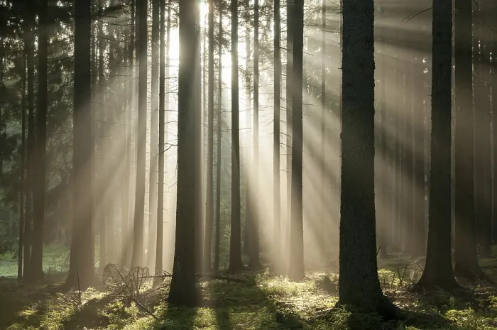 Impression encadrée : Forêt Pollwitz, Thuringe.