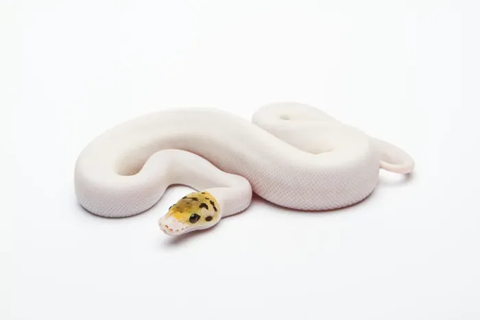 Impression encadrée : Piebald Python de Bumble Bee ou Python royal (Python regius).