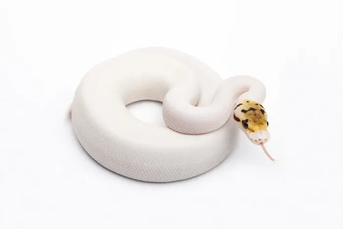 Impression encadrée : Piebald Python de Bumble Bee ou Python royal (Python regius)